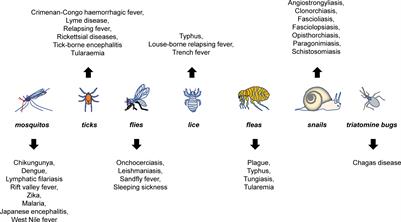 A diversified role for γδT cells in vector-borne diseases